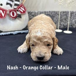 Nash - Cream male Goldendoodle puppy in Annville, Pennsylvania from Bellegrove Goldendoodles
