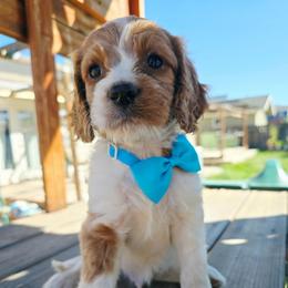 Poseidon - Blenheim male Cavapoo puppy in Roseville, California from Heavenly Goldendoodles