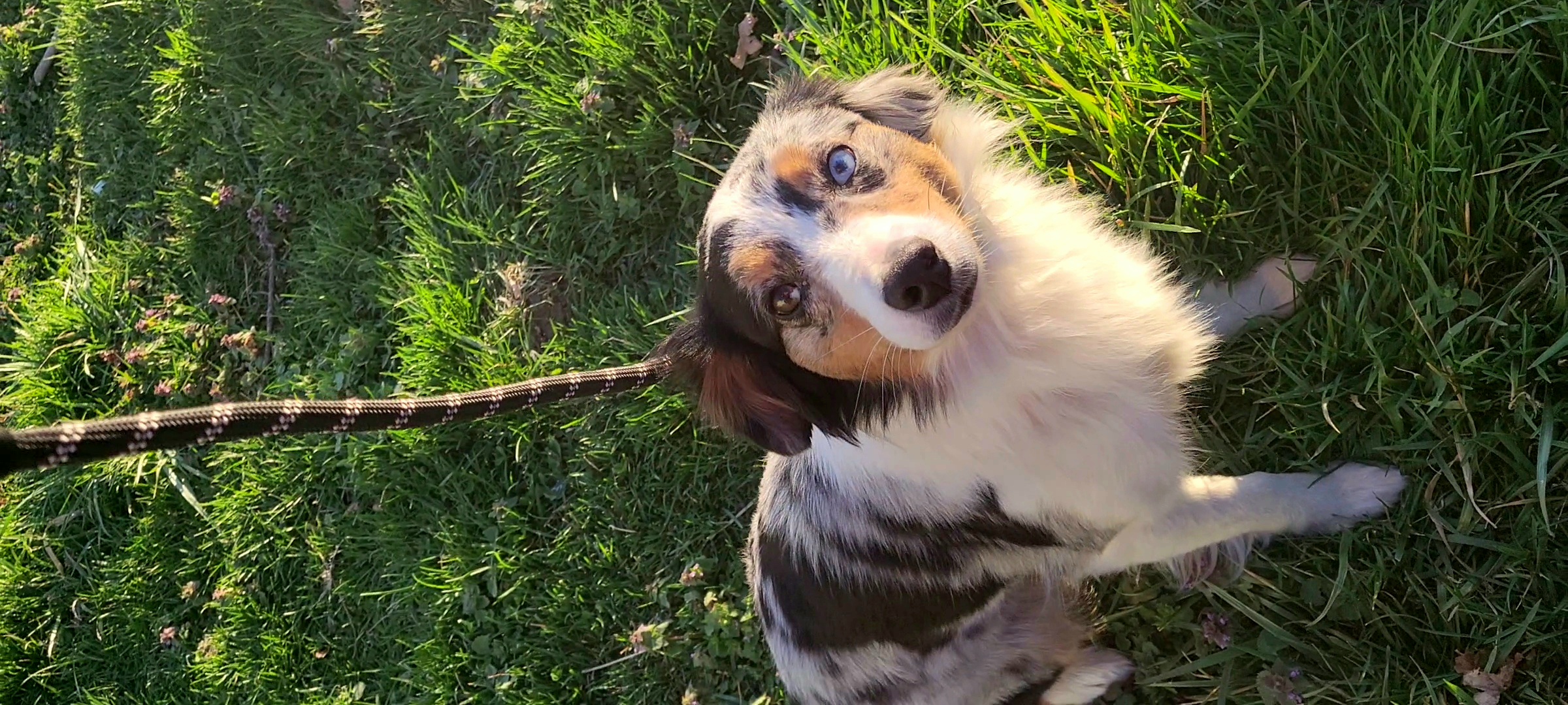 Aurora - Miniature Australian Shepherd
