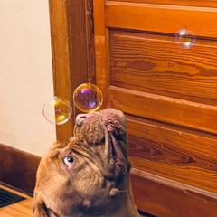 Dogue de Bordeaux and French Bulldog All Grown Up from Amore Kennel