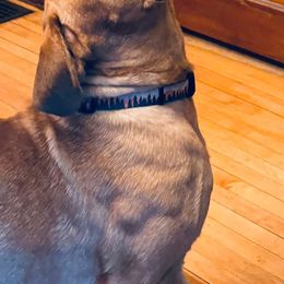 Dogue de Bordeaux and French Bulldog All Grown Up from Amore Kennel