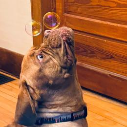 Dogue de Bordeaux and French Bulldog All Grown Up from Amore Kennel