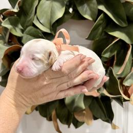 Girl 3 - female Goldendoodle puppy in Mesa, Arizona from Twinkle MiniDoodles