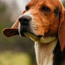 Bluetick Coonhounds, Poodles, and Treeing Walker Coonhounds from McKenzie Sharp
