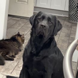 Labrador Retrievers from Labs of Romeo