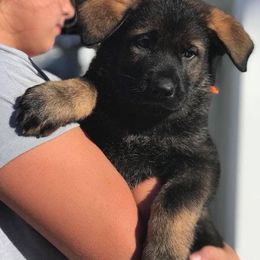 German Shepherd Puppies from Keys K9s