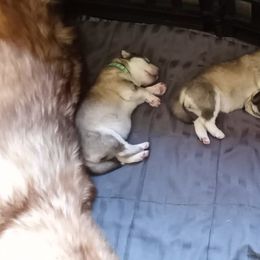 Alaskan Malamute Puppies from River Bend Malamutes