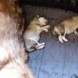 Alaskan Malamute Puppies from River Bend Malamutes