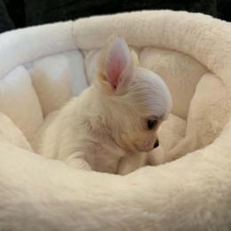 Baby - Cream and white male Chihuahua puppy in Springfield, Missouri from Casadelopez Tails