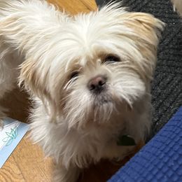 Pixie - Shih Tzu