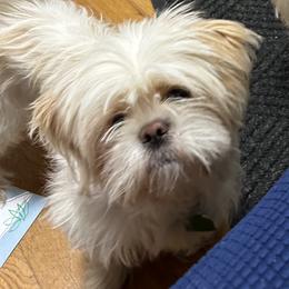 Pixie - Shih Tzu