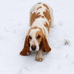 Odette (CKC Registered) - Red and white female Basset Hound puppy in Lumberton, Mississippi from Freeman's Floppy Eared Bassets