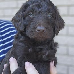Patsy - Brown female Double Doodle puppy in Jeddo, Michigan from Bert's Doodles