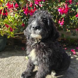 Molly moose - Parti female Saint Berdoodle puppy in Castle Rock, Washington from PNW Saint Berdoodles