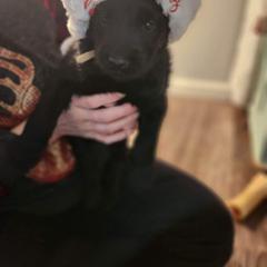 Double Doodle Puppies from Christina's Double Doodles