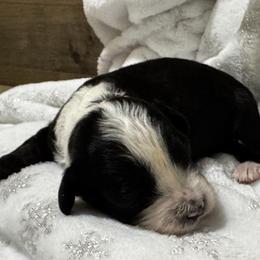 Pink - Black and white female Bernedoodle puppy in Gilbert, Arizona from The Berne Barn... it’s a Doodle thing!