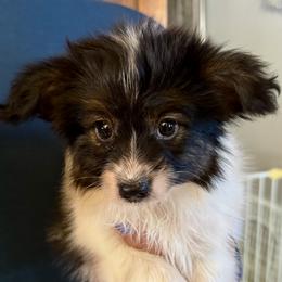 Oliver - White black and tan male Papillon puppy in Boardman, Ohio from Taliaferro Kennel