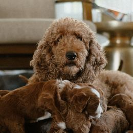 Annie - Goldendoodle