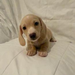 Orange - Cream female Dachshund puppy in Bakersfield, California from Dachshund Love