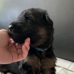 "Sky-blue boy" German Shepherd Puppies from R.J German Shepherds