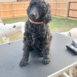 Orange - Black female Poodle puppy in Big Rapids, Michigan from Meeker's Ridge Standard Poodles