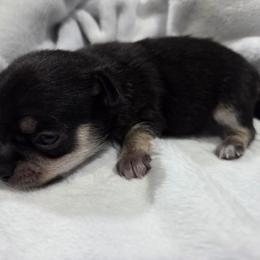 Sandy - Black and tan female Chihuahua puppy in Buffalo, New York from CristinaXio Chihuahuas