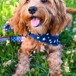 Cavapoos from Divinity Grace Cavapoos