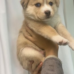 Pomsky Puppies from Majestic Pomsky