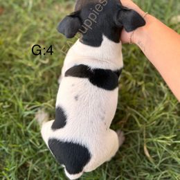 Rat Terrier Puppies from FA puppies