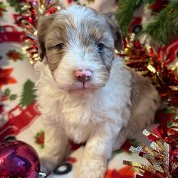Baxter - Red merle male Aussiedoodle puppy in Maysville, Missouri from Mini AussieDoodles on Meadow Lane