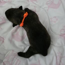 Orange collar - Red Brindle Female - Brindle female Scottish Terrier puppy in Eva, Alabama from Schulte's  Scottish Terriers