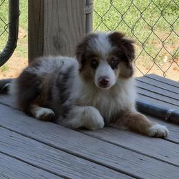 Moe - Red merle male Miniature American Shepherd puppy in Garysburg, North Carolina from Schaefer's Miniature American Shepherds
