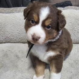 Sven - Red tri-color male Australian Shepherd puppy in Terryville, Connecticut from Spirited Aussies