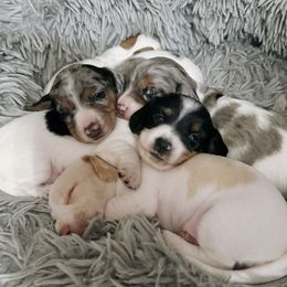 Dachshunds from Bonded Oaks Doxies