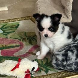 Bruno - White black and tan male Papillon puppy in Lexington, South Carolina from Heather's Papillons