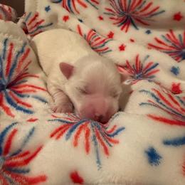 Girl 3 Red - White female Coton de Tulear puppy in Ludington, Michigan from Cotten's Sunset Kennels