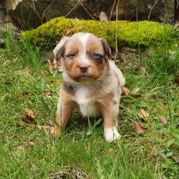 Holly - Red merle female Miniature Australian Shepherd puppy in Sandown, New Hampshire from Ashby Lou Aussies