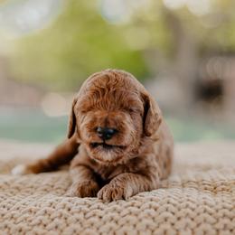 Goldendoodle and Sheepadoodle Puppies from Red River Goldendoodles