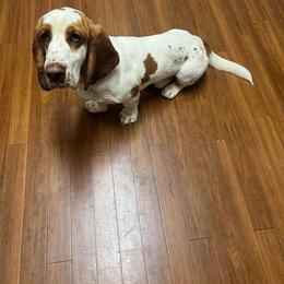 Basset Hound puppies from Violet Lane Basset Hounds