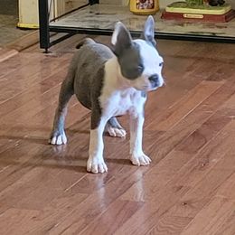 Boston Terrier and Boxer Puppies from CC'S Boston Babies