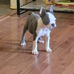 Boston Terrier and Boxer Puppies from CC'S Boston Babies