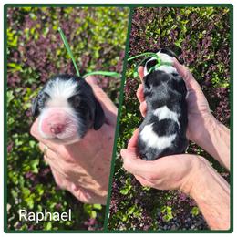 Raphael - Black white and tan male English Springer Spaniel puppy in Freeland, Michigan from McNally's Springer Spaniels