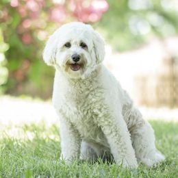 Maddy - Goldendoodle