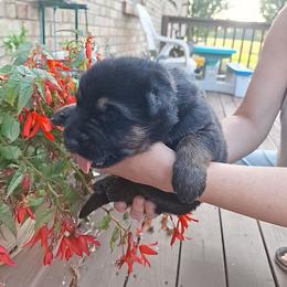 Blue Collar - Black and tan female German Shepherd puppy in Greensburg, Kentucky from Judds German Shepherds