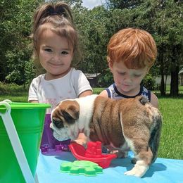 Bulldog and Miniature Australian Shepherd Puppies from RKC English Bulldogs and Mini Aussies