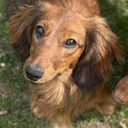 Lucy - Dachshund