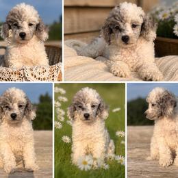 Sue - Parti female Poodle puppy in Somerset, Kentucky from Hilltop Doodles KY LLC