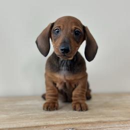 Short stop - Red male Dachshund puppy in Crystal, Michigan from Mare-Bella Smoothcoat Edition