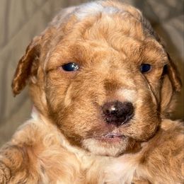 Boy 3 - Apricot male Goldendoodle puppy in Holly, Colorado from Vida’s Loving Doodles