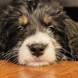 Bernedoodle, Bernese Mountain Dog, and Poodle Puppies from Bubbling Springs Doodles, LLC